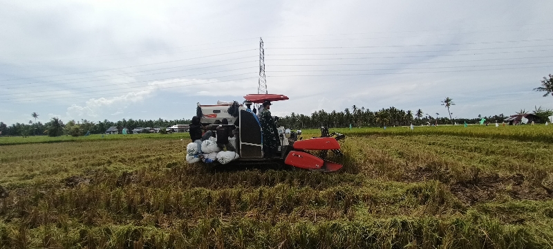 Modernisasi Pertanian, Babinsa Kuala Bantu Petani Panen Padi Gunakan Combine Harvester