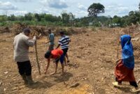 Kapolsek Jelai Hulu Ipda Zaenal Mutakhir Turun Langsung Tanam Jagung Hibrida Bersama Warga Desa Periangan