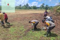 Kapolsek Menyuke dan Warga Kampet Tanam Jagung 2 Hektar, Dukung Ketahanan Pangan Nasional