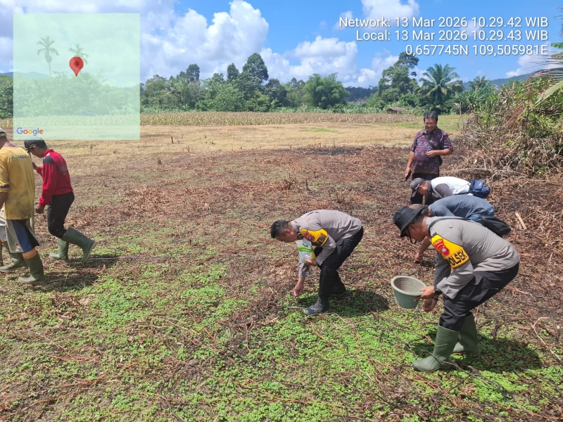 Kapolsek Menyuke dan Warga Kampet Tanam Jagung 2 Hektar, Dukung Ketahanan Pangan Nasional
