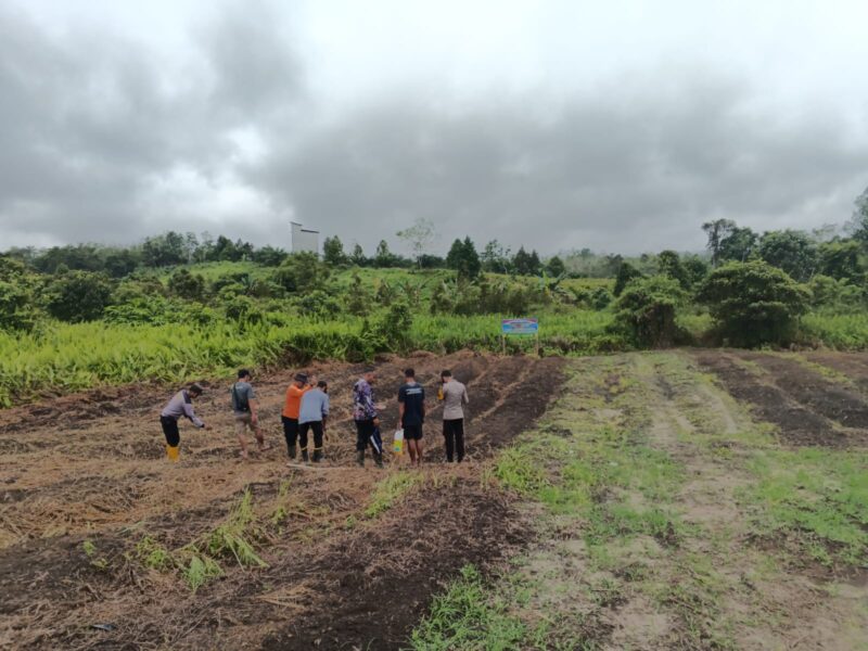 Polsek Nanga Pinoh Tanam Jagung Hibrida, Dukung Ketahanan dan Swasembada Pangan