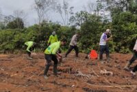 Sinergi Polri dan Petani, Penanaman Jagung Hibrida Digelar di Kecamatan Nanga Tayap
