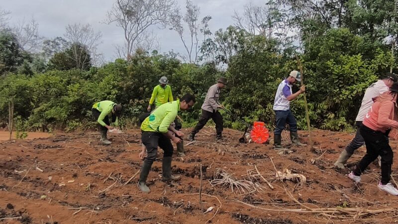 Sinergi Polri dan Petani, Penanaman Jagung Hibrida Digelar di Kecamatan Nanga Tayap