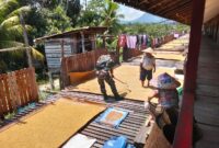 Sertu Dedi Indrianto Dampingi Petani Jemur Padi di Desa Labian Iraang