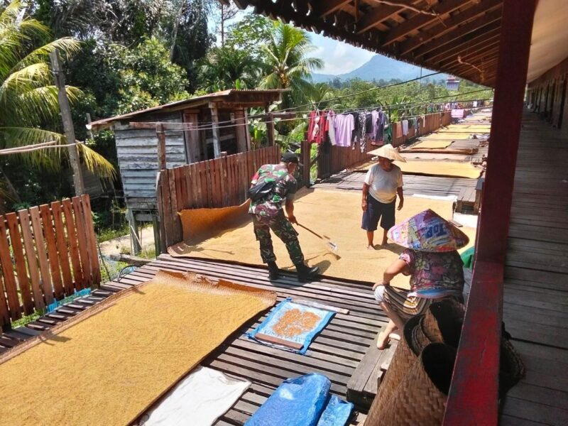 Sertu Dedi Indrianto Dampingi Petani Jemur Padi di Desa Labian Iraang