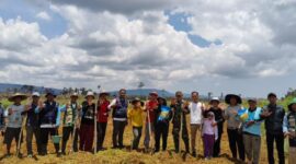 Babinsa Desa Sungai Bening Sertu Hendra Aci Kawal Tanam Padi di Sajingan Besar