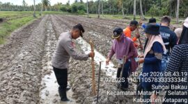 Polri, Pemerintah Desa, dan Mahasiswa Untan Kolaborasi Tanam Jagung Hibrida di Ketapang