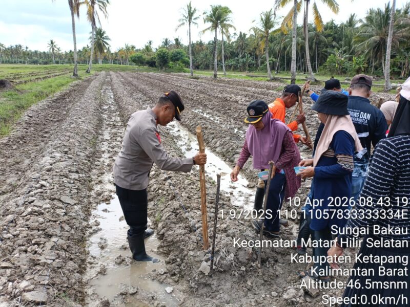 Polri, Pemerintah Desa, dan Mahasiswa Untan Kolaborasi Tanam Jagung Hibrida di Ketapang
