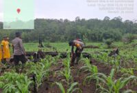 IPTU I Nyoman Astika, S.H. Rutin Cek Tanaman Jagung di Desa Lintah Betung Dukung Swasembada Pangan