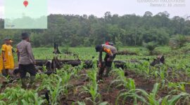 IPTU I Nyoman Astika, S.H. Rutin Cek Tanaman Jagung di Desa Lintah Betung Dukung Swasembada Pangan