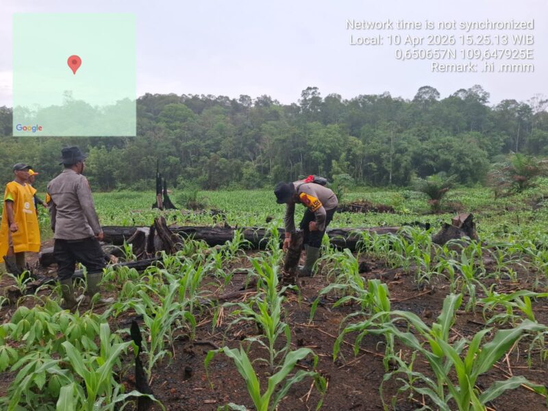 IPTU I Nyoman Astika, S.H. Rutin Cek Tanaman Jagung di Desa Lintah Betung Dukung Swasembada Pangan