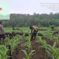 IPTU I Nyoman Astika, S.H. Rutin Cek Tanaman Jagung di Desa Lintah Betung Dukung Swasembada Pangan
