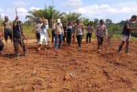 Dukung Ketahanan Pangan, Polsek Simpang Dua Laksanakan Penanaman Jagung Hibrida Bersama PT. MKS