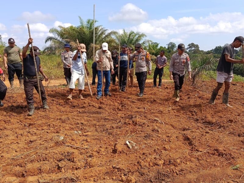 Dukung Ketahanan Pangan, Polsek Simpang Dua Laksanakan Penanaman Jagung Hibrida Bersama PT. MKS