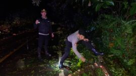 Respons Cepat Polisi, Pohon Tumbang di Jalur Sintang–Nanga Pinoh Berhasil Dievakuasi
