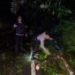 Respons Cepat Polisi, Pohon Tumbang di Jalur Sintang–Nanga Pinoh Berhasil Dievakuasi
