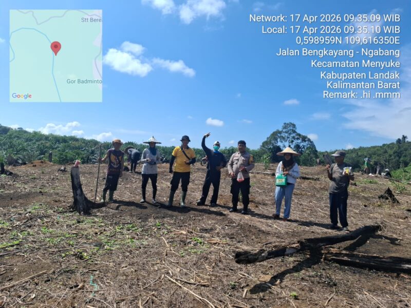 Kapolsek Menyuke Beserta Anggota Bhabinkamtibmas Polsek Menyuke Rutin Lakukan Pengecekan Tanaman Jagung