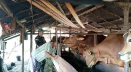 Eratkan Silaturahmi, Babinsa Koramil 04/Jawai Komsos Bersama Warga Peternak Sapi