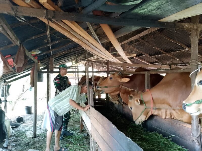 Eratkan Silaturahmi, Babinsa Koramil 04/Jawai Komsos Bersama Warga Peternak Sapi