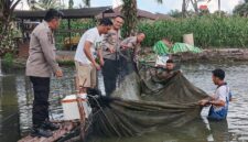 Kapolres Melawi Panen Ikan Bersama Kapolsek Nanga Pinoh