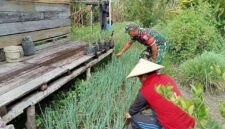 “Mencukupi Permintaan Pasar”, Babinsa Koramil Batang Lupar Bantu Warganya Perawatan Sayur Mayur Guna Mendapatkan Hasil yang Baik