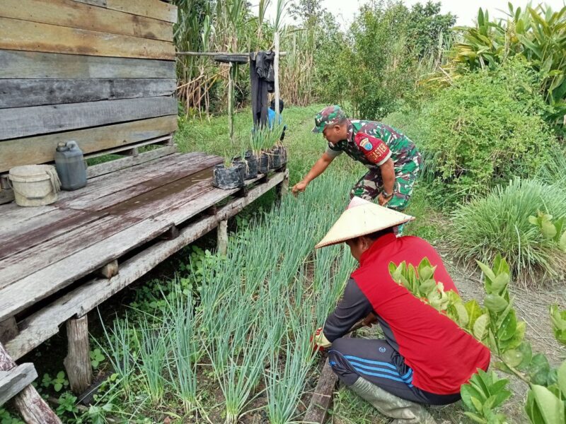 “Mencukupi Permintaan Pasar”, Babinsa Koramil Batang Lupar Bantu Warganya Perawatan Sayur Mayur Guna Mendapatkan Hasil yang Baik