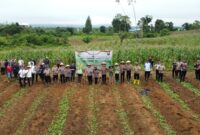 Kapolres Melawi AKBP Harris Batara Simbolon Pimpin Penanaman Jagung 17 Hektare