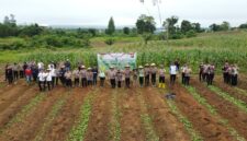 Kapolres Melawi AKBP Harris Batara Simbolon Pimpin Penanaman Jagung 17 Hektare