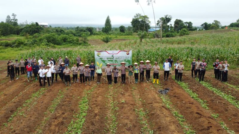 Kapolres Melawi AKBP Harris Batara Simbolon Pimpin Penanaman Jagung 17 Hektare