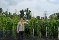 Kombes Pol Bayu Dewantoro Pantau Demplot Uwi Ungu di Kubu Raya