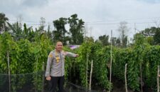 Kombes Pol Bayu Dewantoro Pantau Demplot Uwi Ungu di Kubu Raya