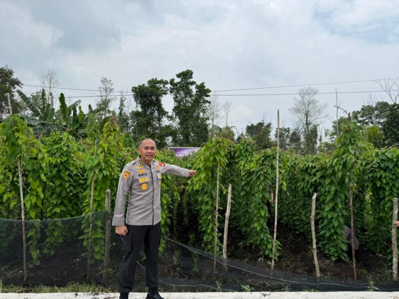 Kombes Pol Bayu Dewantoro Pantau Demplot Uwi Ungu di Kubu Raya