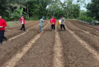 Kapolsek Kota Baru Iptu Edi Herianto Pimpin Penanaman Jagung Hibrida di Pelita Jaya