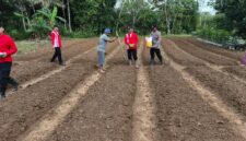 Kapolsek Kota Baru Iptu Edi Herianto Pimpin Penanaman Jagung Hibrida di Pelita Jaya