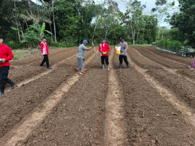 Kapolsek Kota Baru Iptu Edi Herianto Pimpin Penanaman Jagung Hibrida di Pelita Jaya