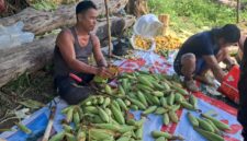 Panen Jagung Demplot di Jelimpo Capai 400 Kg, Dukung Program Ketahanan Pangan