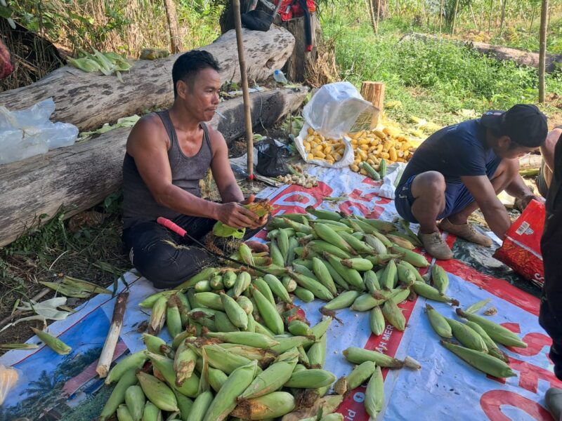 Panen Jagung Demplot di Jelimpo Capai 400 Kg, Dukung Program Ketahanan Pangan