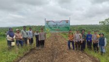 Optimalkan Lahan Perkebunan, Polsek Belimbing Kembangkan Jagung Hibrida