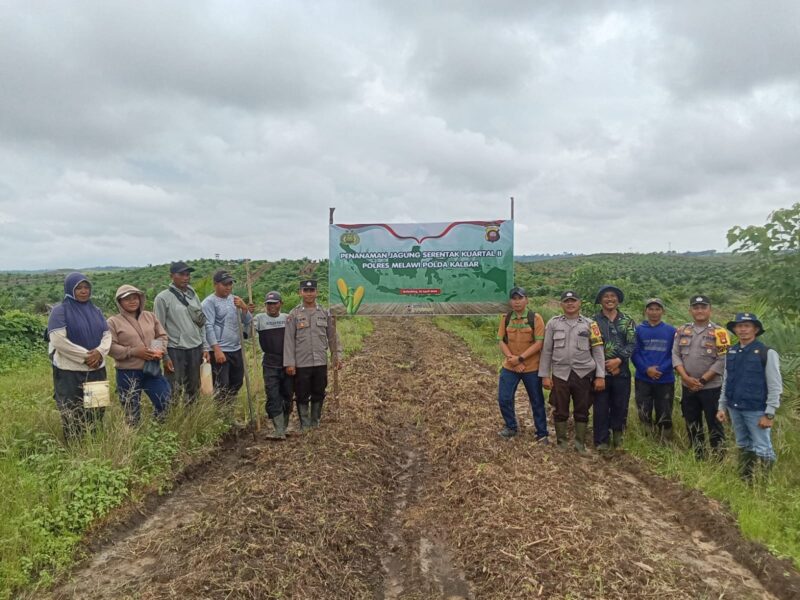 Optimalkan Lahan Perkebunan, Polsek Belimbing Kembangkan Jagung Hibrida