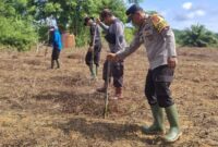 Iptu Selamet Santoso Bersama PT. Mulia Bakti Kahuripan Tanam Jagung Hibrida untuk Ketahanan Pangan