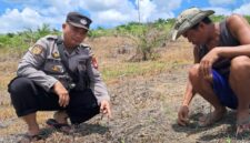 Aipda Bayu Cek Demplot Jagung BUMDes Angan Tembawang, Tanaman Tumbuh Optimal di Usia 1 Minggu