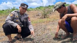 Aipda Bayu Cek Demplot Jagung BUMDes Angan Tembawang, Tanaman Tumbuh Optimal di Usia 1 Minggu