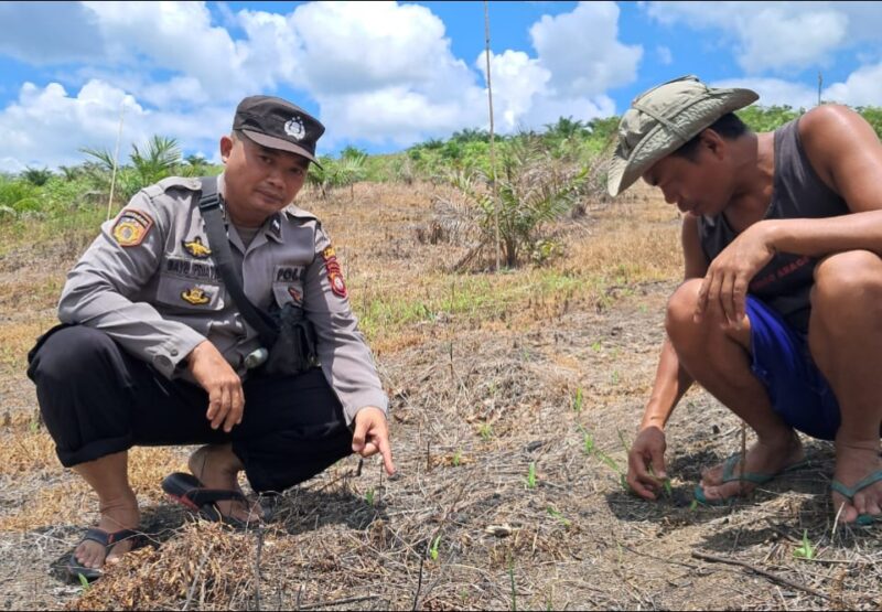 Aipda Bayu Cek Demplot Jagung BUMDes Angan Tembawang, Tanaman Tumbuh Optimal di Usia 1 Minggu