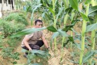 Jagung Usia 60 HST Tumbuh Subur, Polsek Nanga Pinoh Optimalkan Lahan LPHD