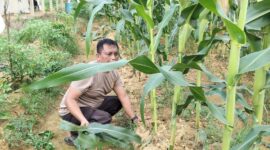 Jagung Usia 60 HST Tumbuh Subur, Polsek Nanga Pinoh Optimalkan Lahan LPHD