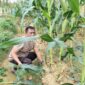 Jagung Usia 60 HST Tumbuh Subur, Polsek Nanga Pinoh Optimalkan Lahan LPHD