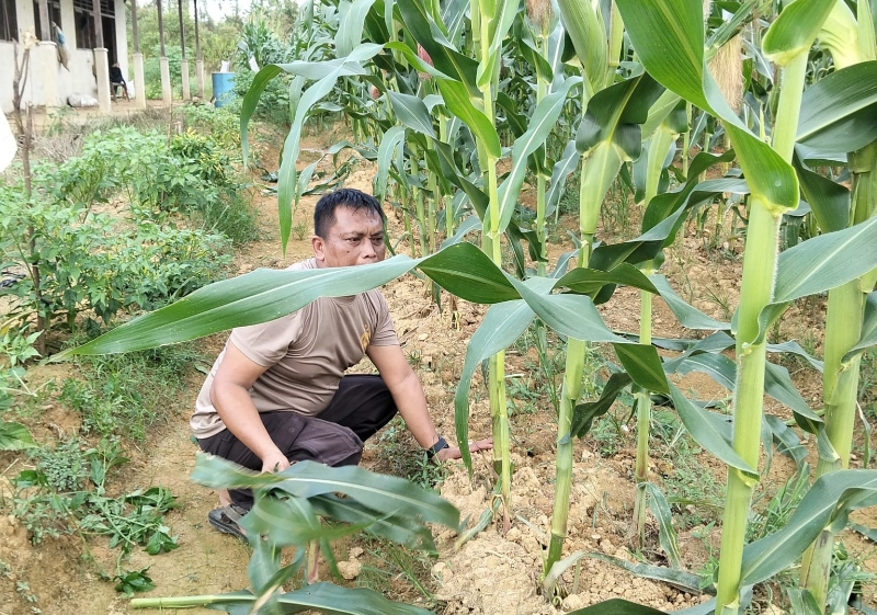 Jagung Usia 60 HST Tumbuh Subur, Polsek Nanga Pinoh Optimalkan Lahan LPHD