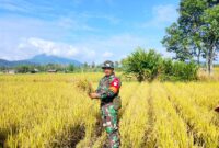 Sertu Hendri Dampingi Petani Pajintan Panen Padi, Hasil Capai 54,75 Ton