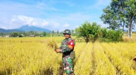 Sertu Hendri Dampingi Petani Pajintan Panen Padi, Hasil Capai 54,75 Ton