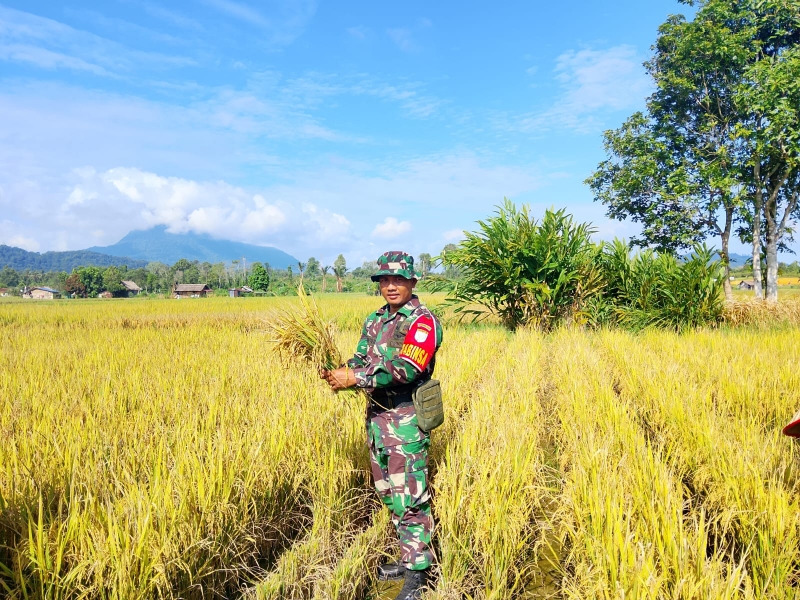 Sertu Hendri Dampingi Petani Pajintan Panen Padi, Hasil Capai 54,75 Ton